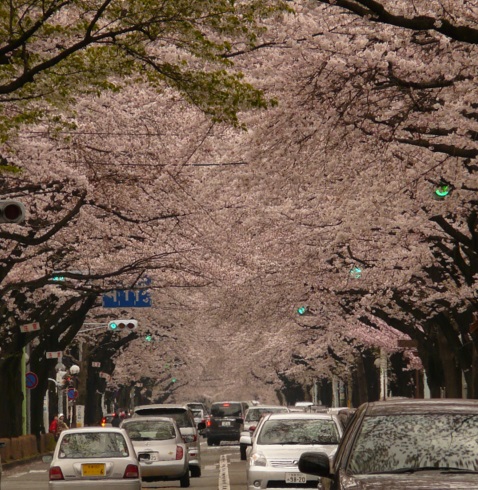 国立桜のトンネル