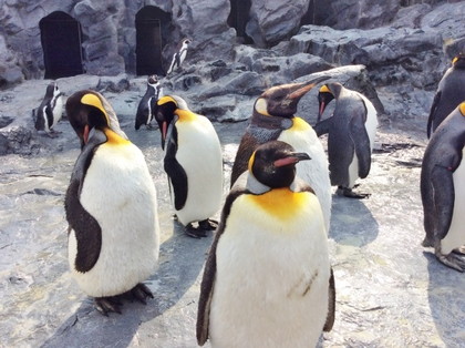 旭山動物園ペンギン