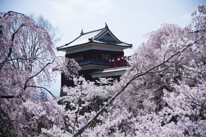 上田城桜