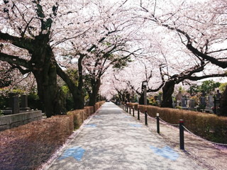 桜の時期の青山霊園