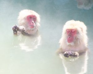 猿の入浴
